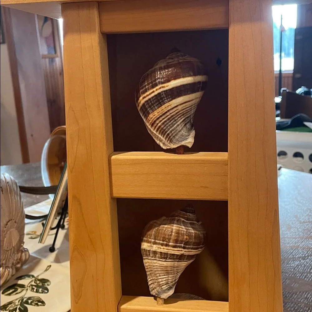 Natural Wood Shell Display Wall Decor